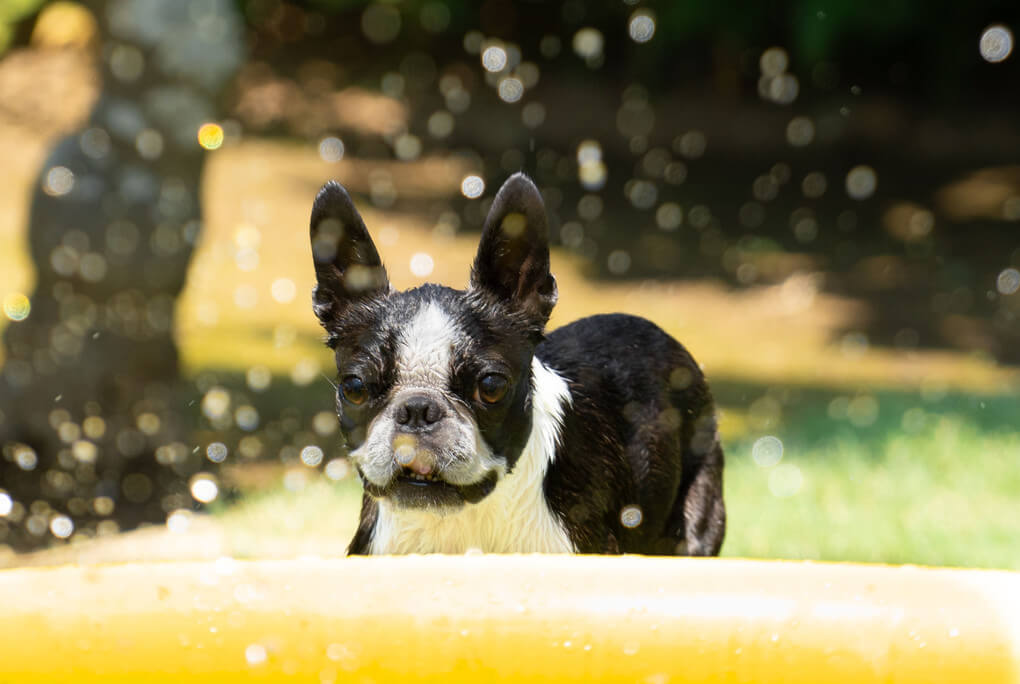 『スパンコールの世界』charaさんさん