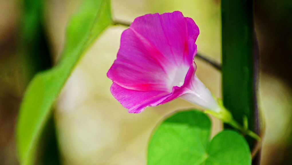 『8月のアサガオ』dadaさんさん