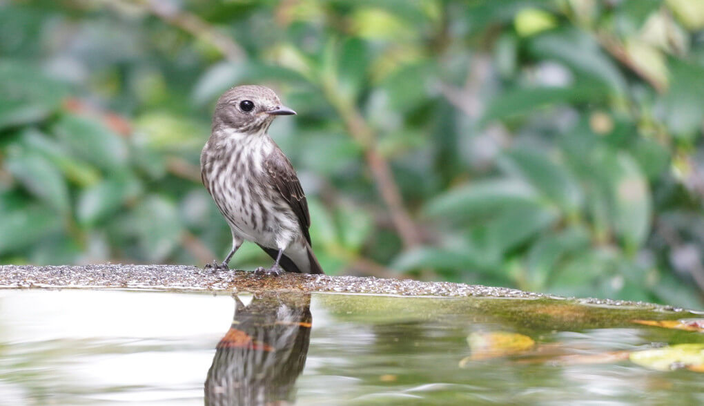 『エゾちゃんが到着していました。(´▽｀*)』Meiさん