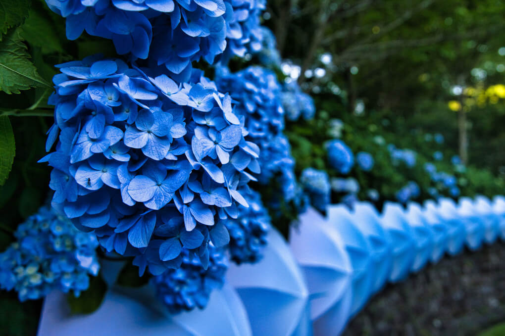 『青い紫陽花と傘』うぃっくんさん