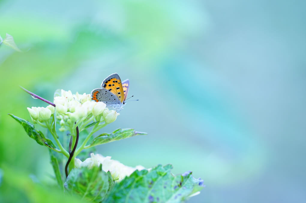 『さわやか気分』maecoさん
