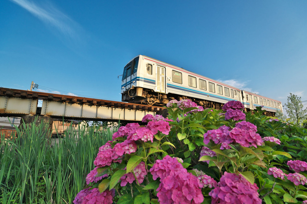 『紫陽花列車』hamakbtさん