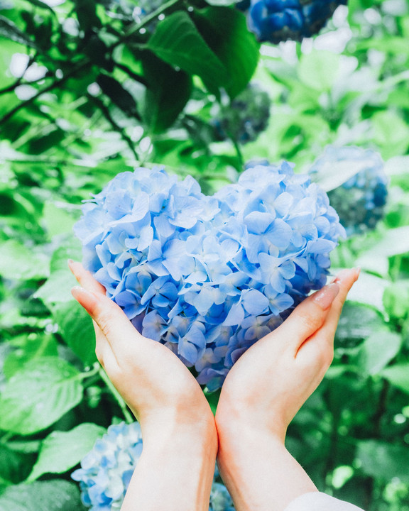 『紫陽花愛』Nickさん