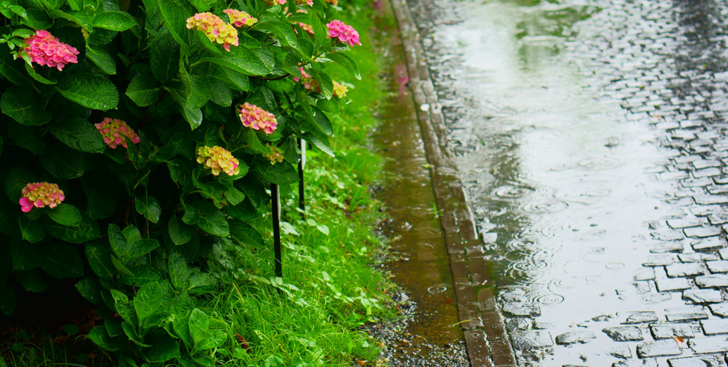 『雨の日』photo旅さん