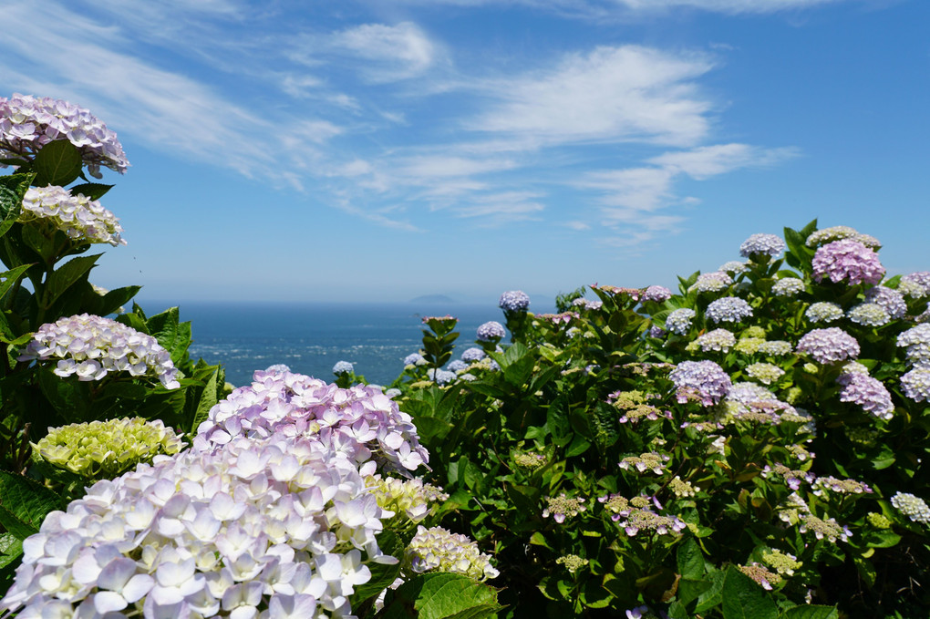 『海と空と紫陽花』ぐびぐびさん