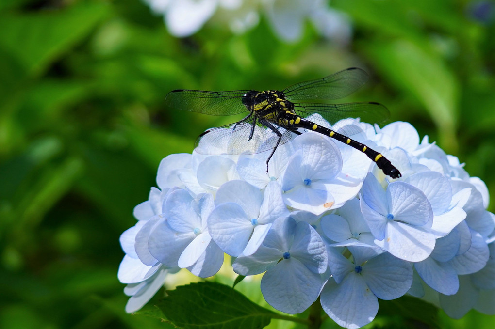 『ちょっと休憩』daikonさん