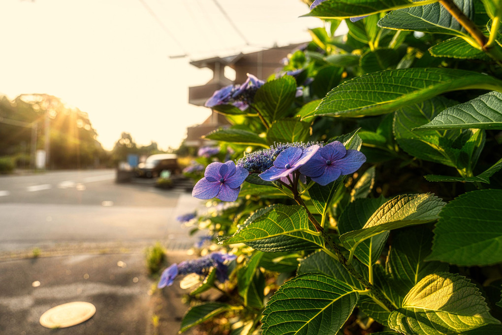 『あじさい2022ーⅠ』gpapa39さん