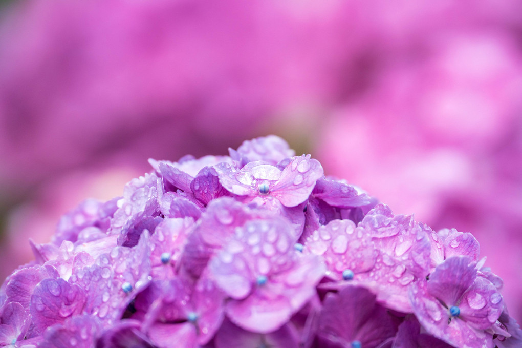 『雨上がりの紫陽花』Yukishitaさん