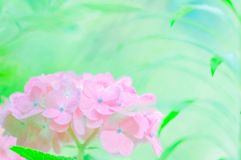 『ピンク紫陽花』haruさん