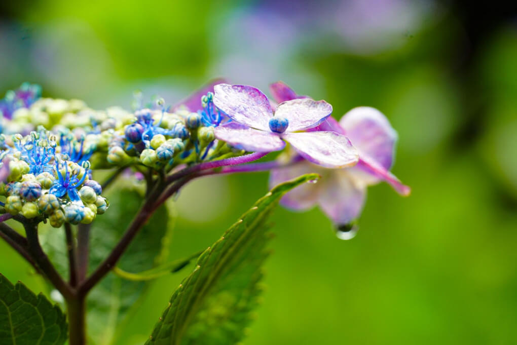 『ヤマアジサイ』CHARさん