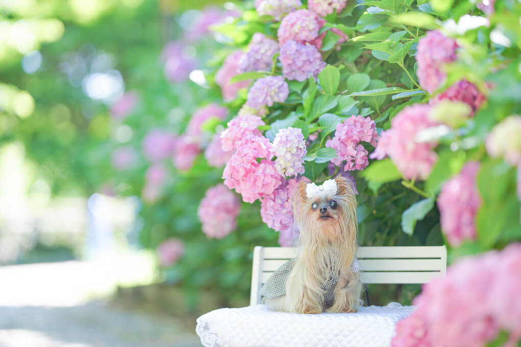 『愛犬と紫陽花』clerolaさん