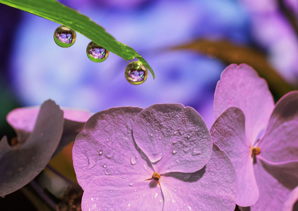 『水滴と紫陽花』choroさん