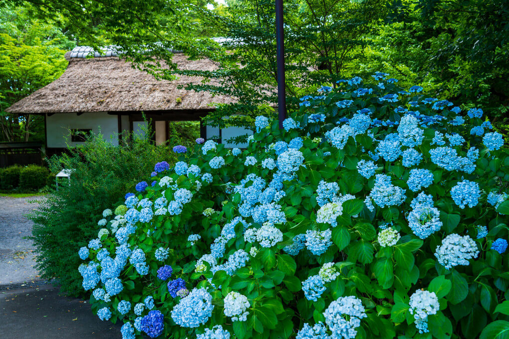 『花盛り』kenさん