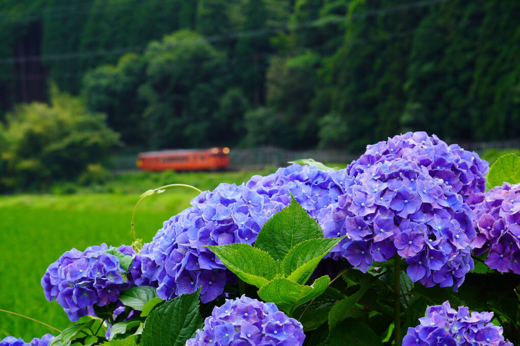 『あじさいのローカル線』Ｄ51170さん