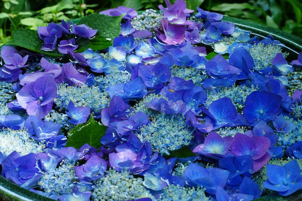 『岩船寺の紫陽花』Purinさん
