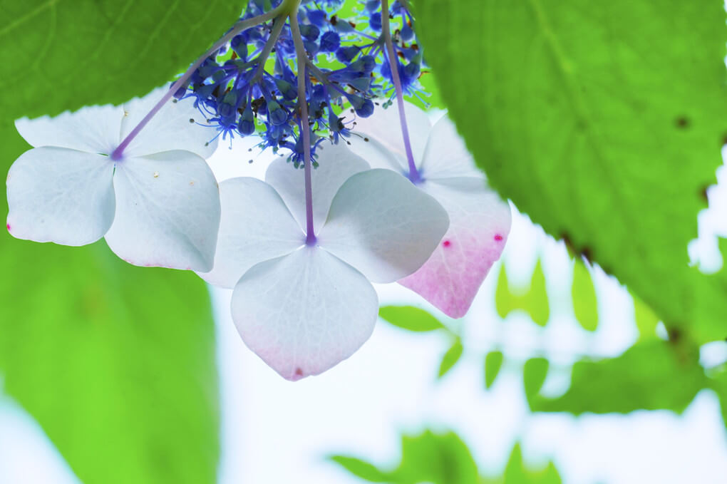 『見上げるガクアジサイ』haruさん