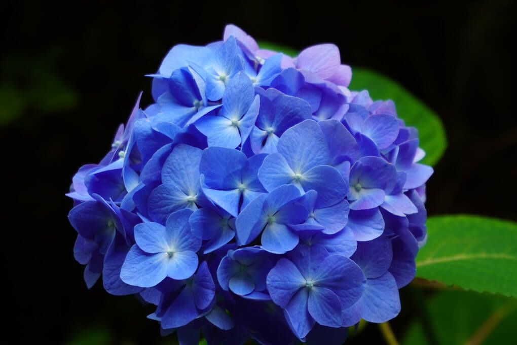 『初夏の花』ノースキャッスルさん