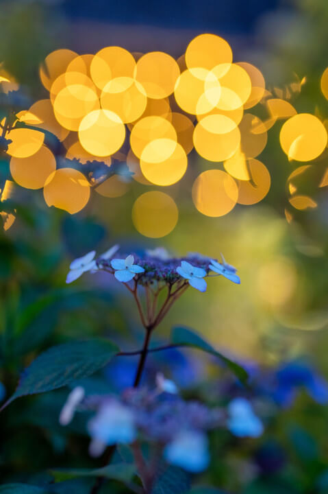 『キラキラ』hiro2017さん