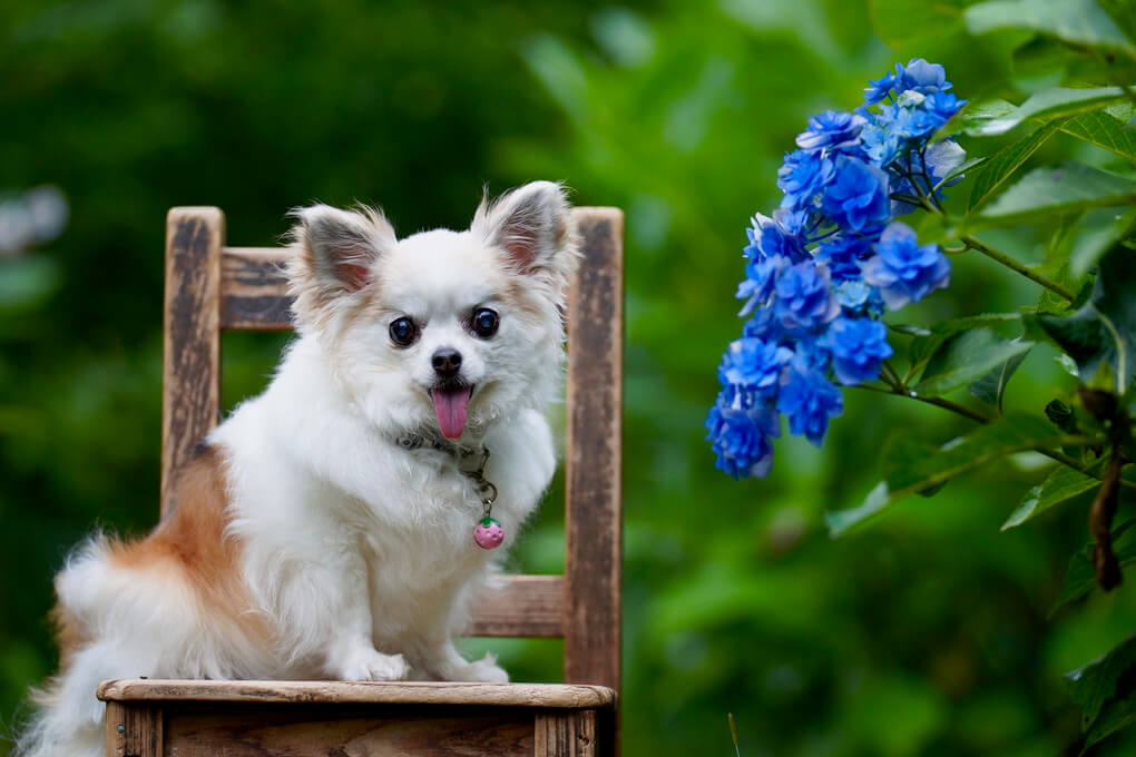 『イングリッシュガーデンの紫陽花とちわこ』ちわこさん