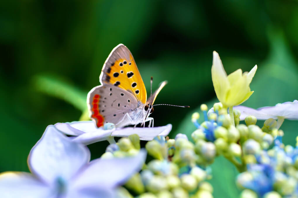 『紫陽花の上で』jくまさん