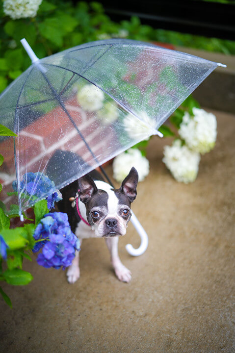 『雨ですね***』nicomuniさん