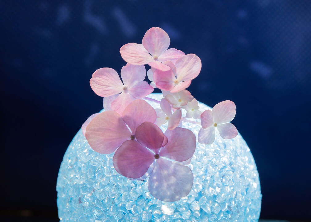 『紫陽花ふぉと』mamanさん