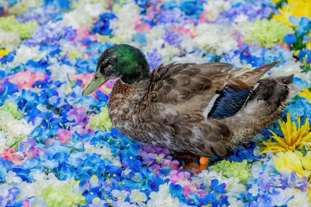 『花鳥の池』いせとりさん