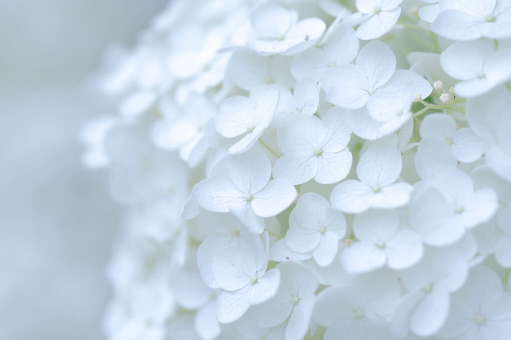 『アナベル』ひよっこさん