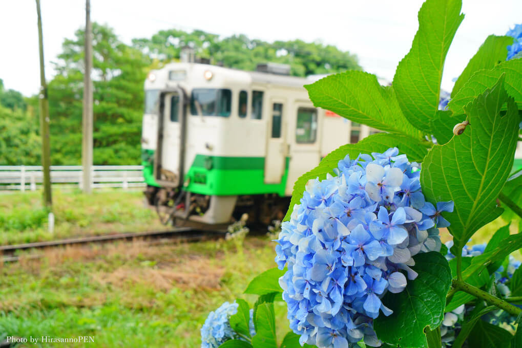 『雨上がりのカタツムリ.・*☆』HirasannoPENさん