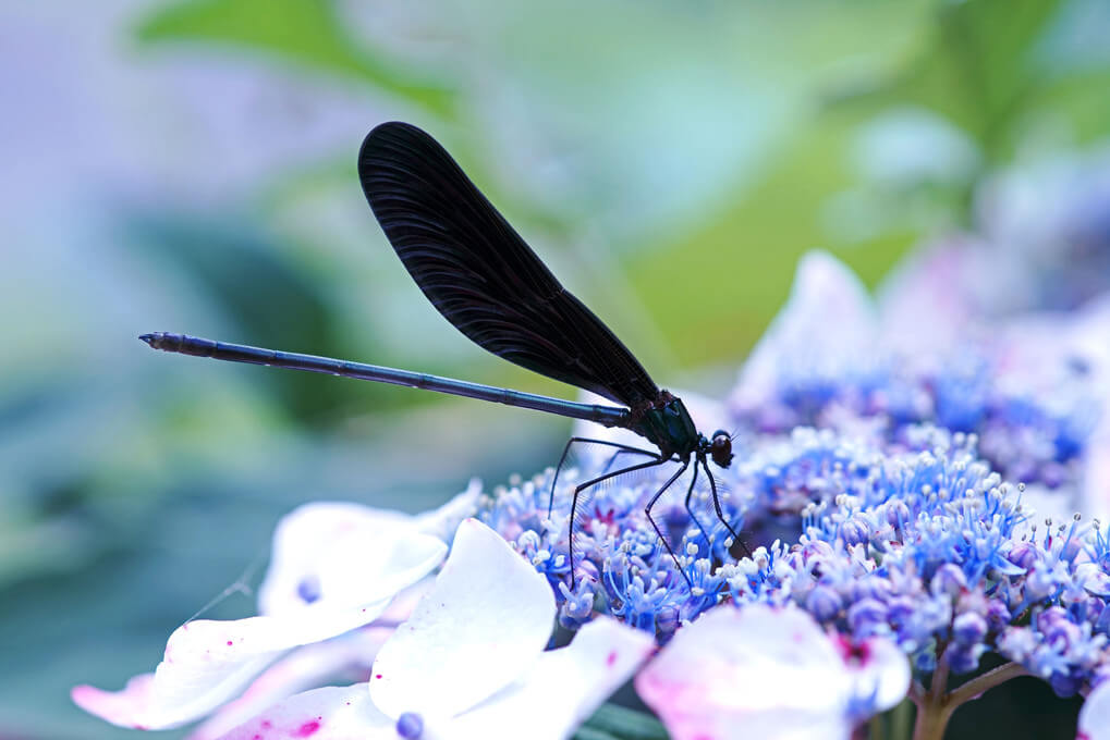『THME 100mm F2.8 Macro　紫陽花』nerryさん