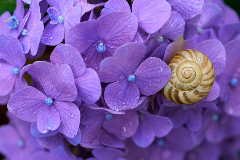 『紫陽花と蝸牛』ぐびぐびさん