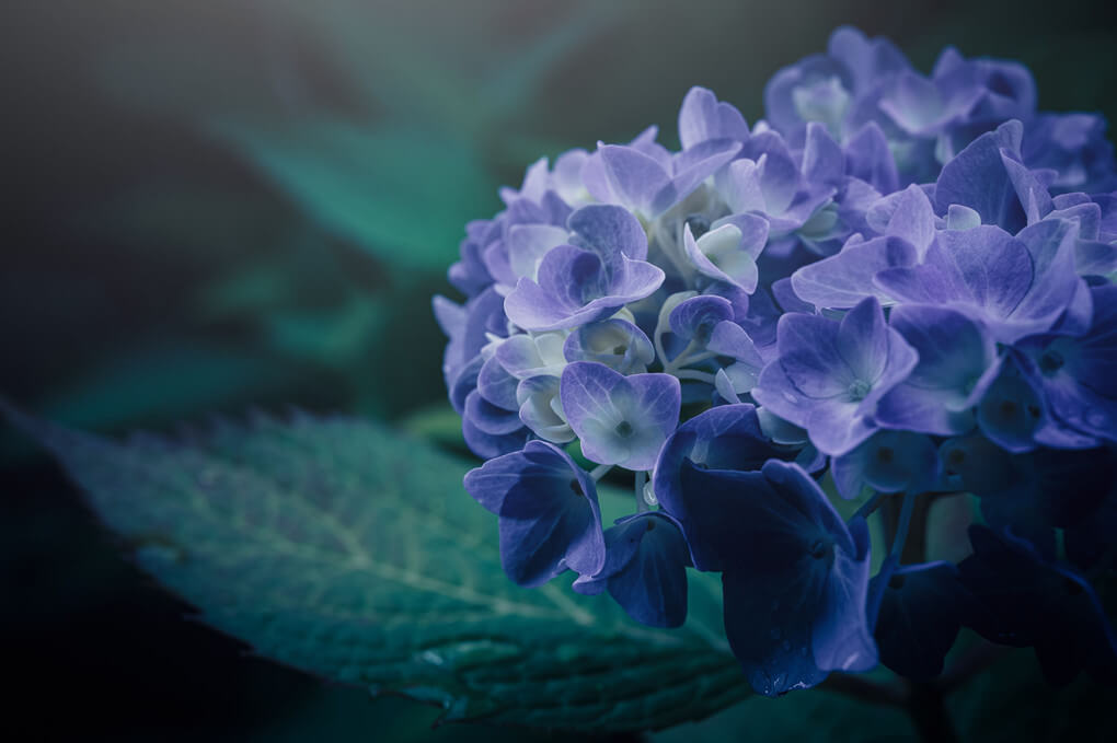 『雨上がりの紫陽花』HiroSundさん