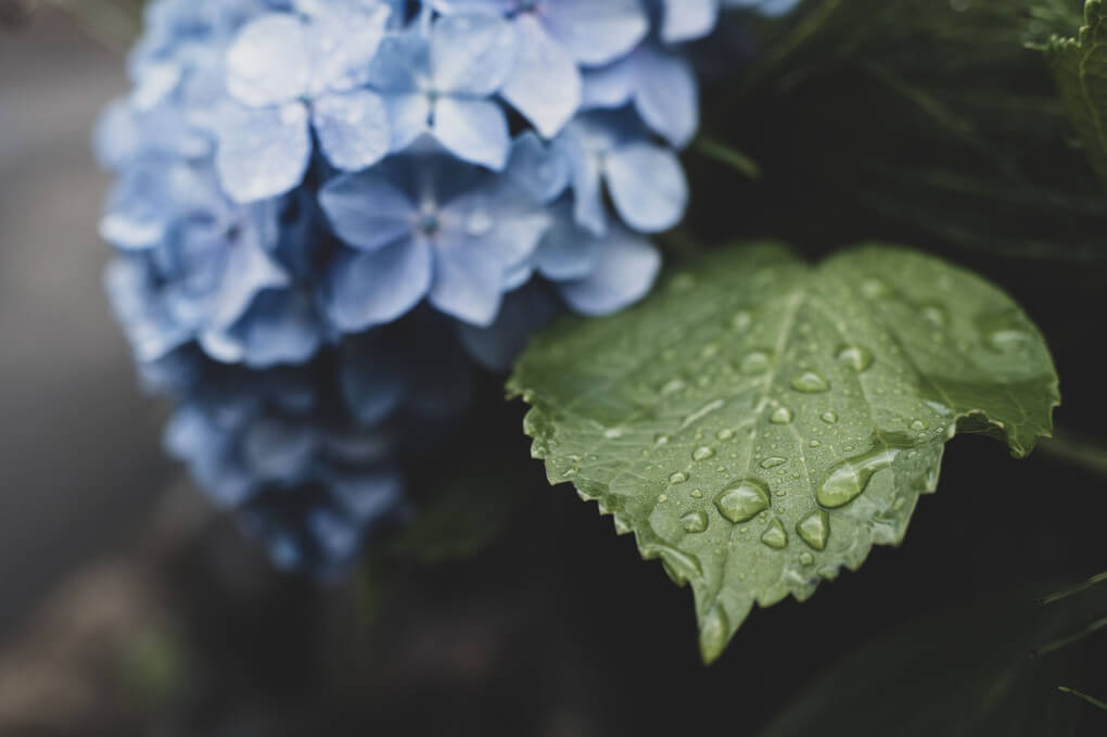 『紫陽花と雨露』まっつんさん