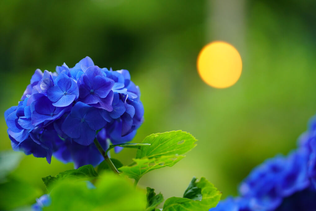 『夕暮れ時に』帽子のおじいさん