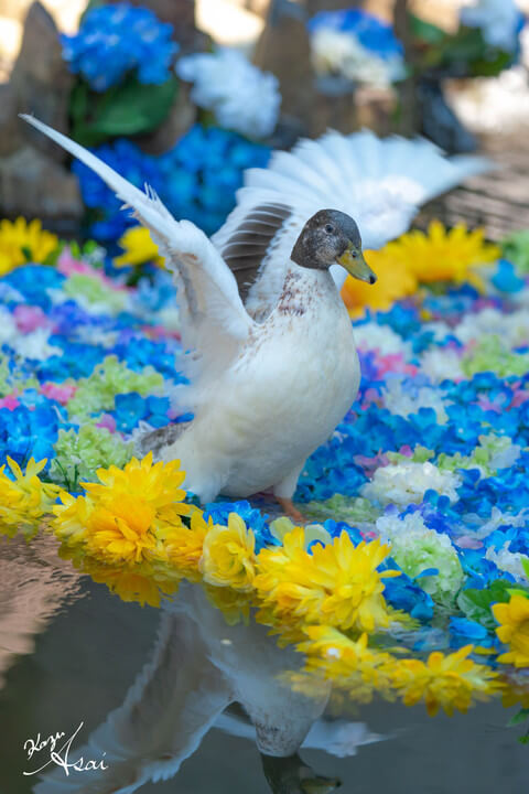 『鴨と紫陽花』Kazu Asaiさん