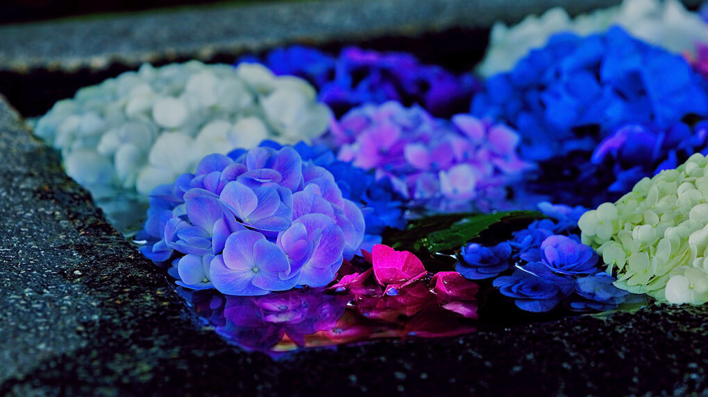 『初夏の花手水Ⅱ』モリ衛門さん