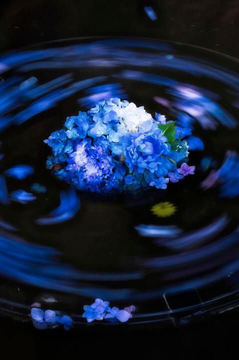 『雨引観音の水中華』sugi_hidさん