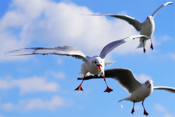 『威嚇
』Beiさん