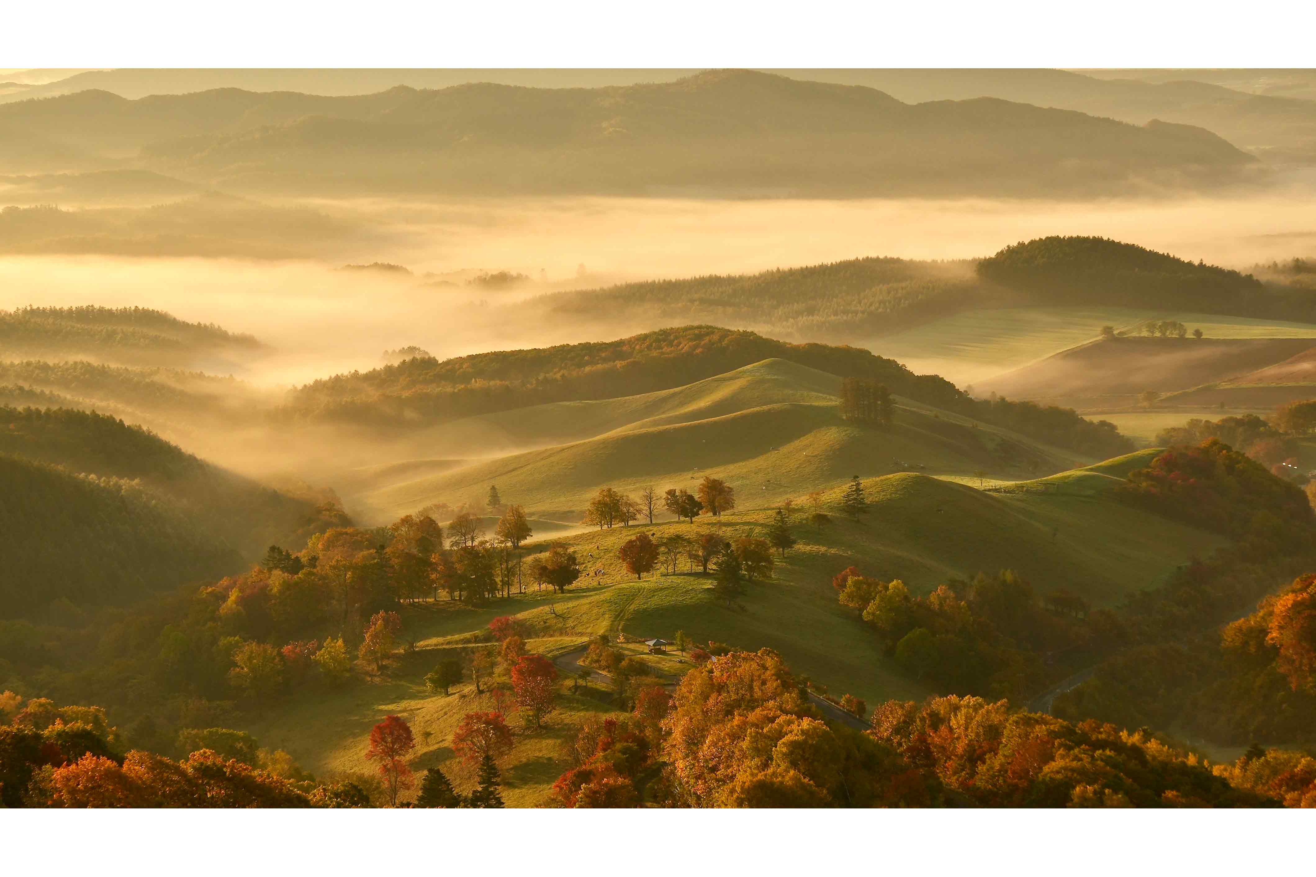 『牧場の朝』sakuraさん