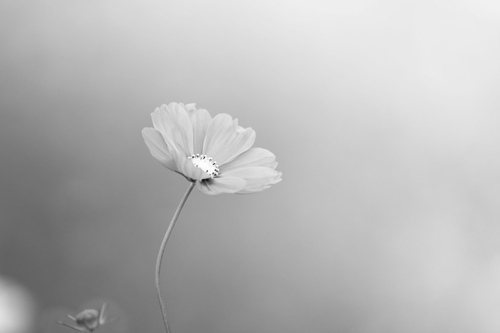 『乙女の純潔』pakoさん