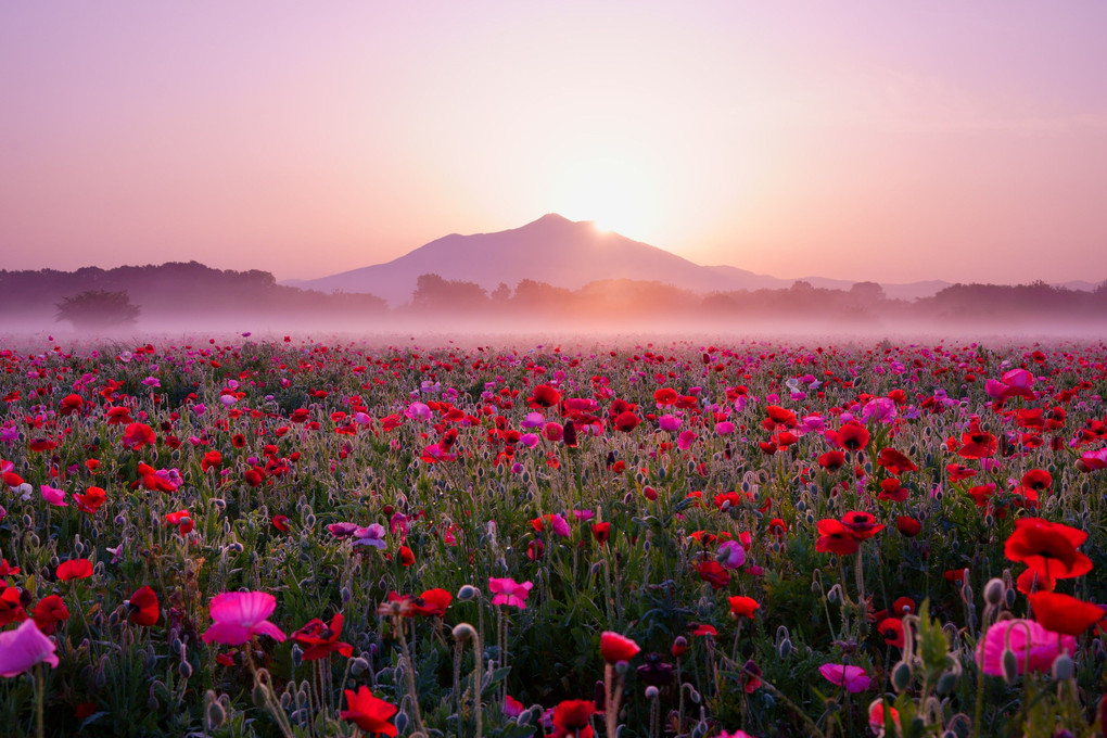 『Pink の告
』オレンジ金魚さん