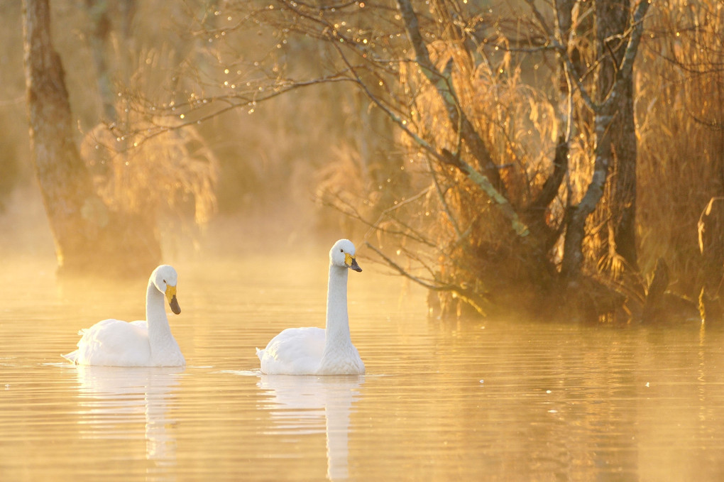 『朝焼けの湖面で
』taropapa
さん