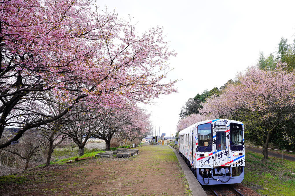 『大漁桜とひたちなか海浜鉄道』プーさんさん