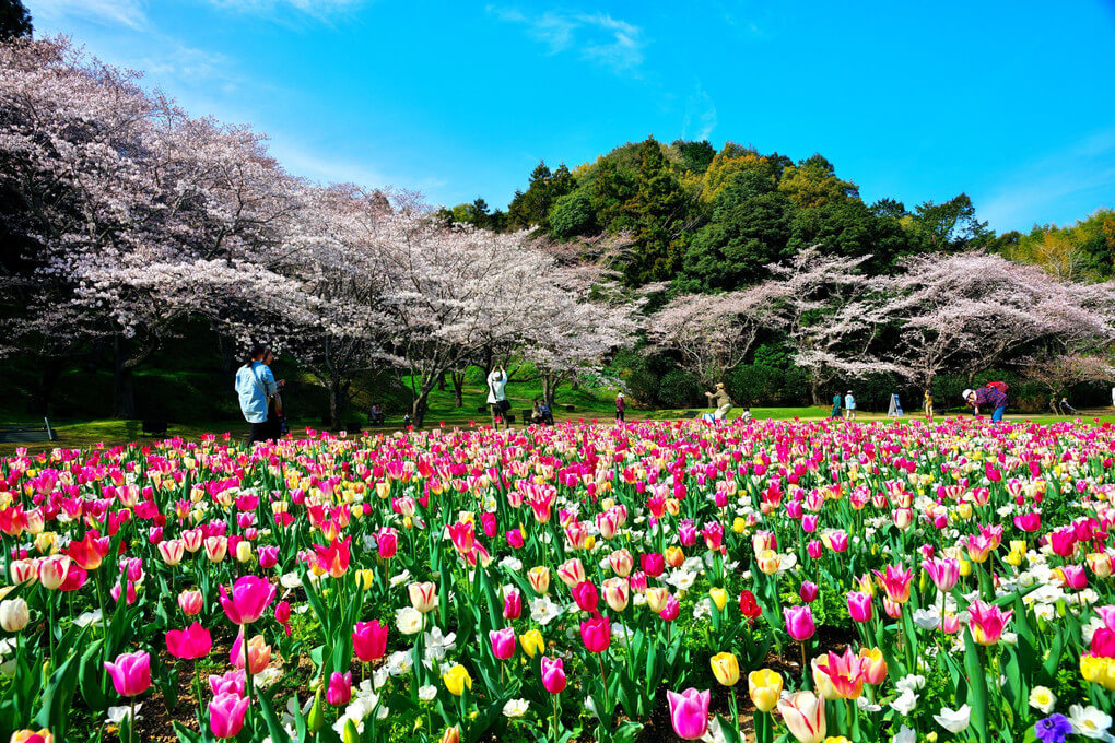 『共演』和音さん