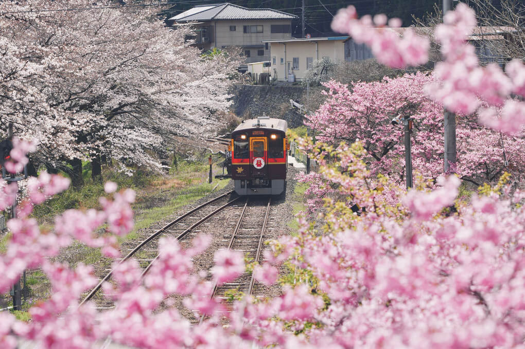 『桜満開のわたらせ渓谷鉄道』たぬきちさん