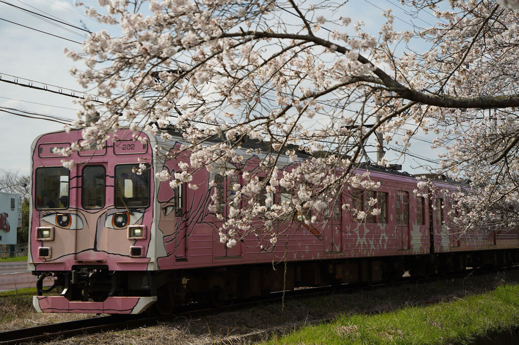 『忍者列車　桜のある駅　市部駅』そよかぜさん