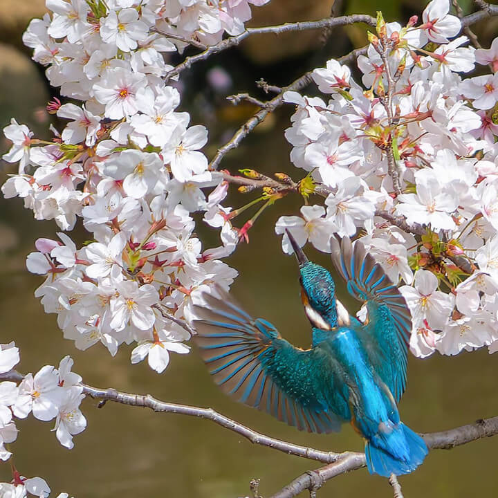 『桜を舞う…』osyanpo_MRさん