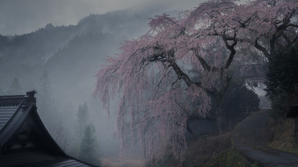 『霧×枝垂れ桜』ますっちさん