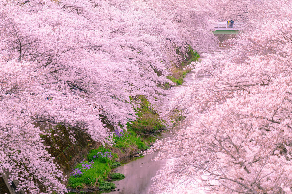 『満開恩田川』moyuさん