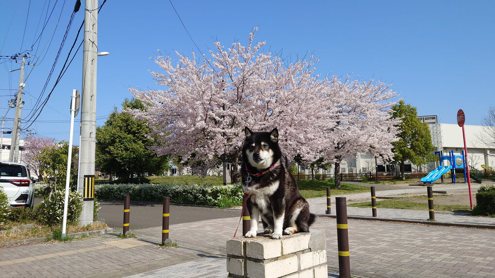 『桜と忠犬エレン』ミヤビヒカルさん